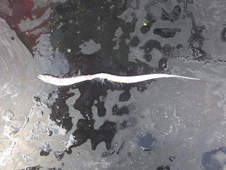 Hit Rush(ヒット ラッシュ) 釣果