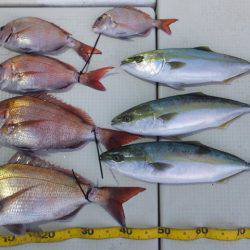 Hit Rush(ヒット ラッシュ) 釣果