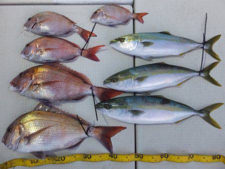 Hit Rush(ヒット ラッシュ） 釣果…