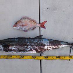 Hit Rush(ヒット ラッシュ） 釣果