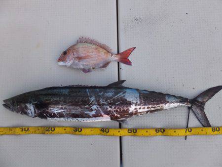 Hit Rush(ヒット ラッシュ） 釣果…