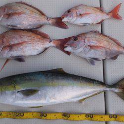 Hit Rush(ヒット ラッシュ） 釣果