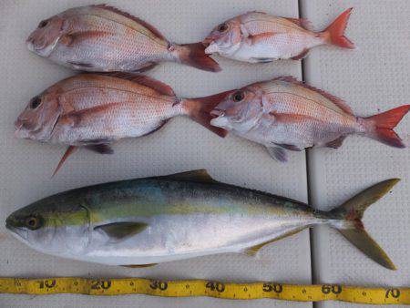 Hit Rush(ヒット ラッシュ） 釣果…