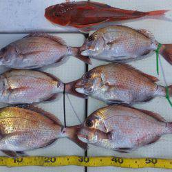 Hit Rush(ヒット ラッシュ） 釣果