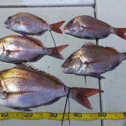 Hit Rush(ヒット ラッシュ） 釣果