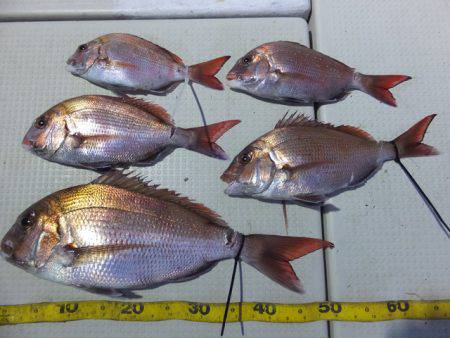 Hit Rush(ヒット ラッシュ） 釣果…