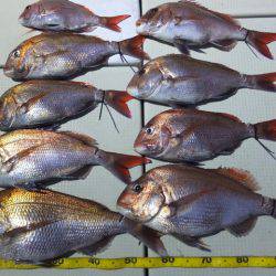 Hit Rush(ヒット ラッシュ） 釣果