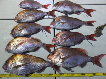 Hit Rush(ヒット ラッシュ） 釣果…