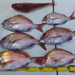 Hit Rush(ヒット ラッシュ） 釣果