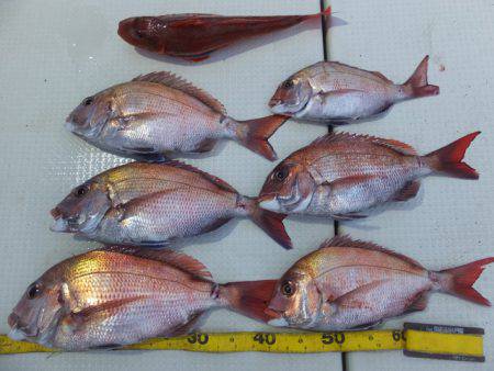 Hit Rush(ヒット ラッシュ） 釣果…