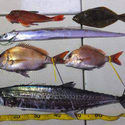 Hit Rush(ヒット ラッシュ) 釣果