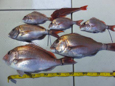 Hit Rush(ヒット ラッシュ） 釣果…