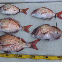 Hit Rush(ヒット ラッシュ） 釣果