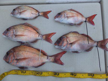 Hit Rush(ヒット ラッシュ） 釣果…