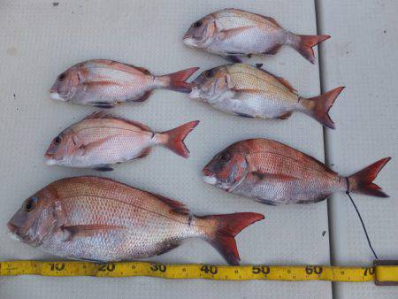 Hit Rush(ヒット ラッシュ） 釣果…