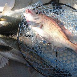 Fisherman Dreams DI 釣果