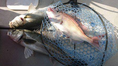 Fisherman Dreams DI 釣果