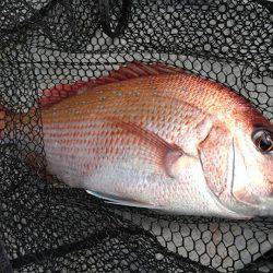 Fisherman Dreams DI 釣果