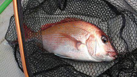 Fisherman Dreams DI 釣果