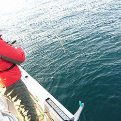 Fisherman Dreams DI 釣果