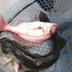 Fisherman Dreams DI 釣果