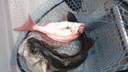 Fisherman Dreams DI 釣果