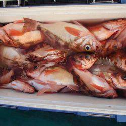 第二むつ漁丸 釣果