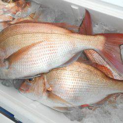 こうゆう丸 釣果