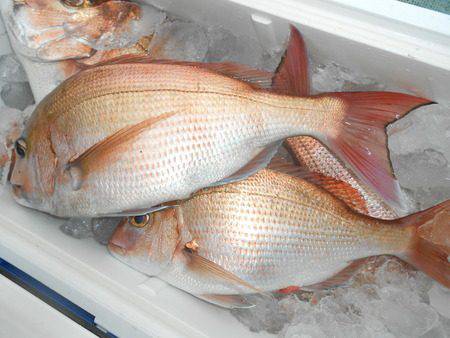 こうゆう丸 釣果