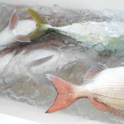 こうゆう丸 釣果