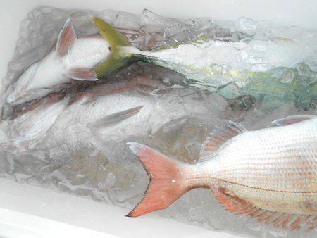 こうゆう丸 釣果