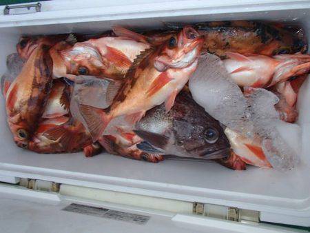 第二むつ漁丸 釣果