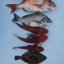 東京湾探釣隊ぼっち 釣果