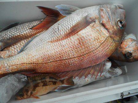 こうゆう丸 釣果