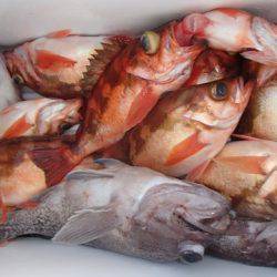 第二むつ漁丸 釣果