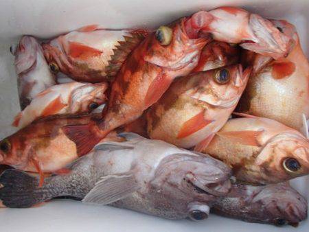 第二むつ漁丸 釣果