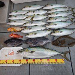 sea boss　シーボス 釣果