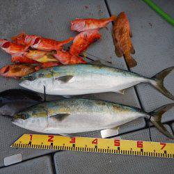 sea boss　シーボス 釣果