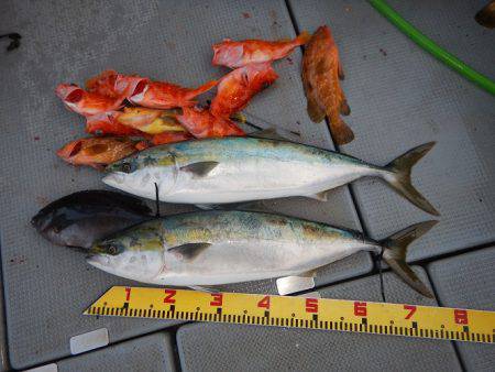 sea boss　シーボス 釣果