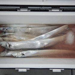 sea boss　シーボス 釣果