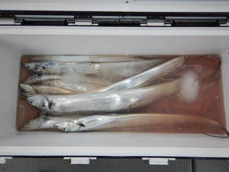 sea boss　シーボス 釣果