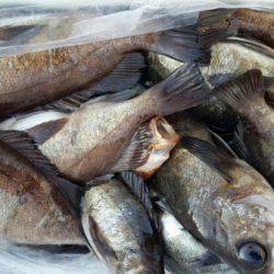 オーフリー 釣果