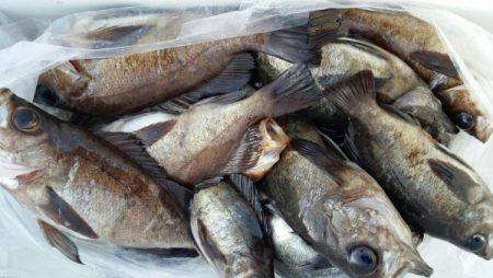 オーフリー 釣果