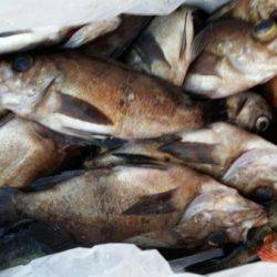 オーフリー 釣果