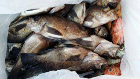 オーフリー 釣果