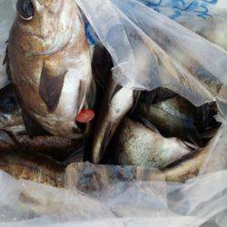 オーフリー 釣果