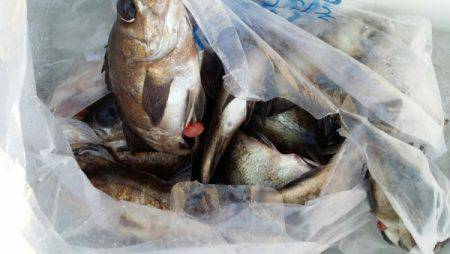 オーフリー 釣果