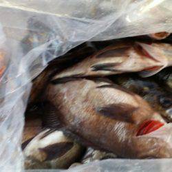 オーフリー 釣果