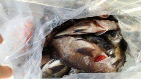 オーフリー 釣果