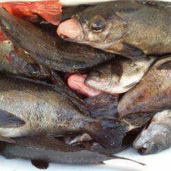 オーフリー 釣果